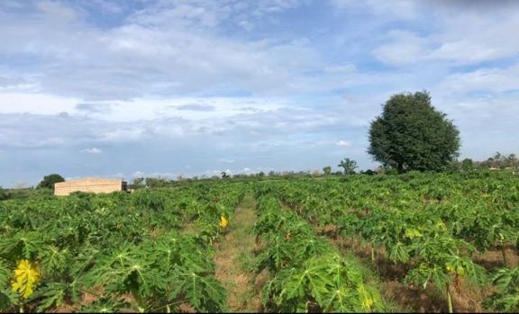 Vente Terrain THIES SENEGAL  