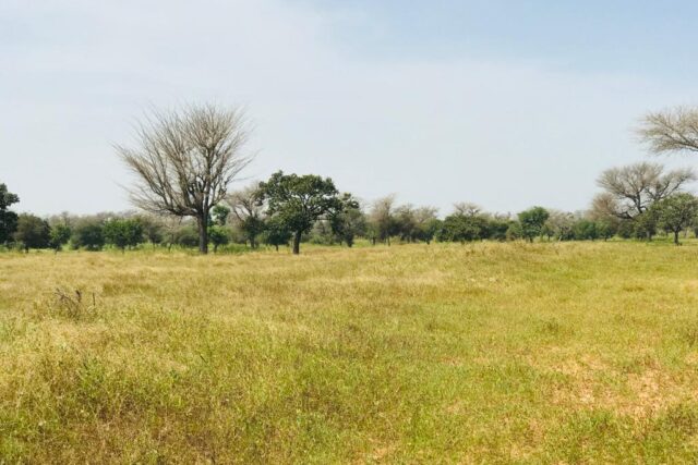 Vente Terrain THIES SENEGAL  