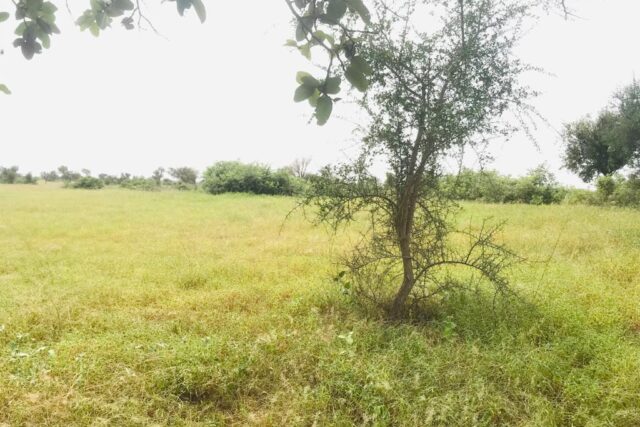 Vente Terrain THIES SENEGAL  