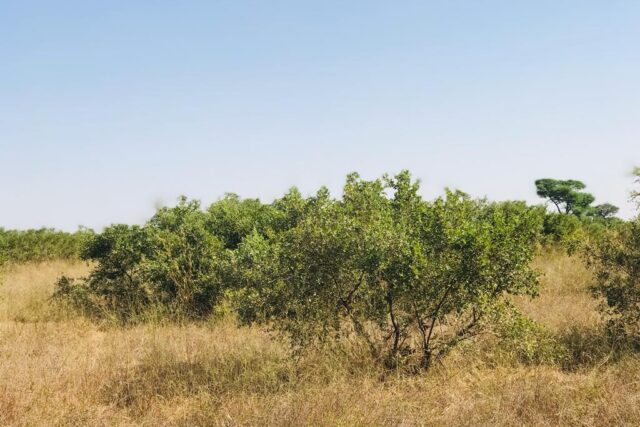 Vente Terrain THIES SENEGAL  