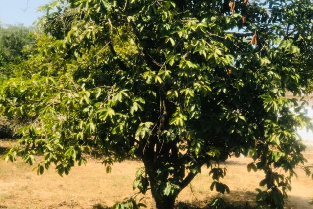 Vente Terrain THIES SENEGAL  