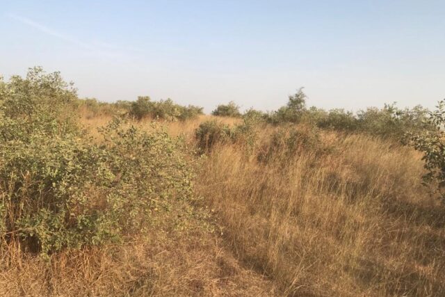 Vente Terrain THIES SENEGAL  