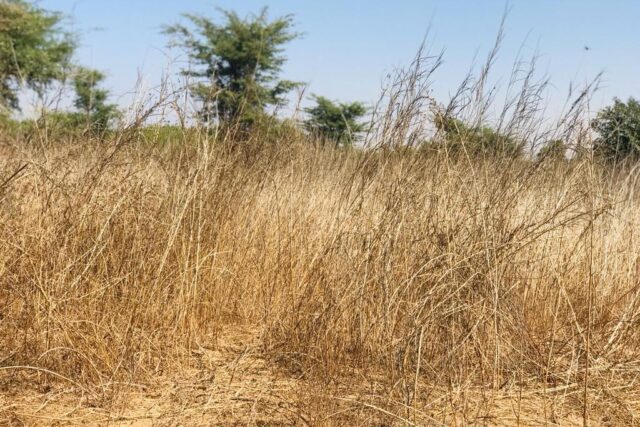 Vente Terrain THIES SENEGAL  