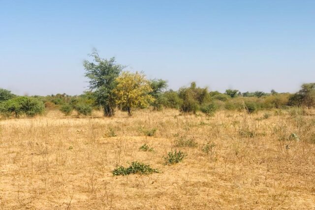 Vente Terrain THIES SENEGAL  