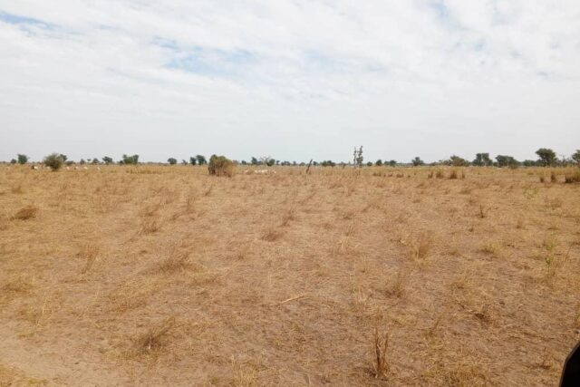 Vente Terrain THIES SENEGAL  