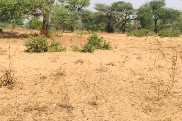 Vente Terrain THIES SENEGAL  