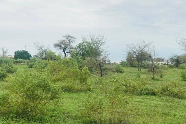 Vente Terrain THIES SENEGAL  
