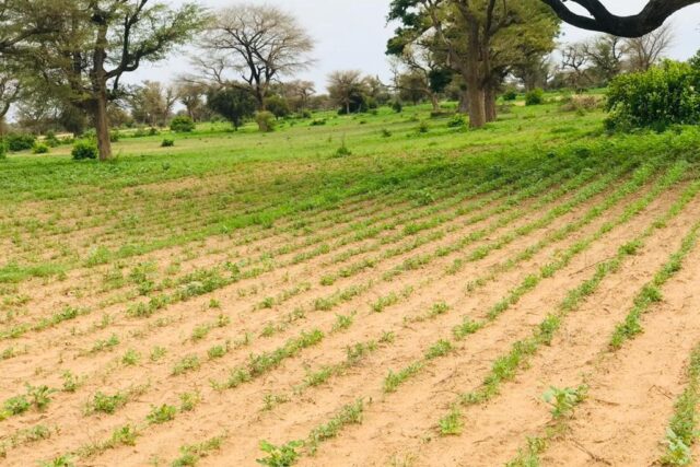 Vente Terrain THIES SENEGAL  