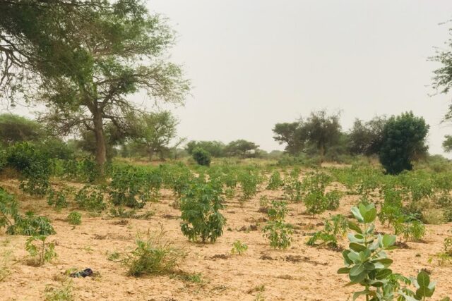 Vente Terrain THIES SENEGAL  