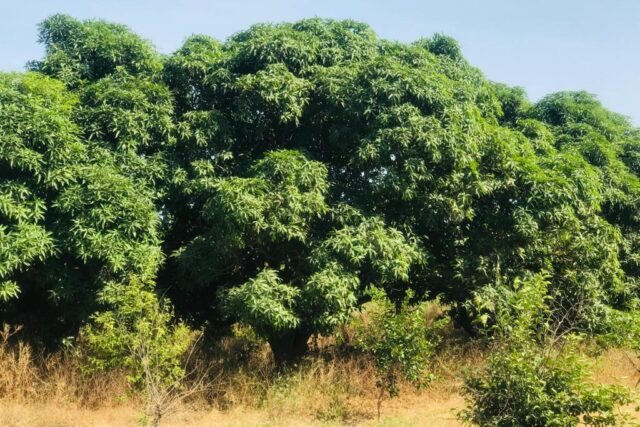 Vente Terrain THIES SENEGAL  
