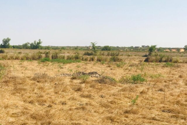 Vente Terrain THIES SENEGAL  