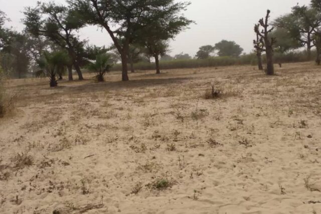 Vente Terrain THIES SENEGAL  