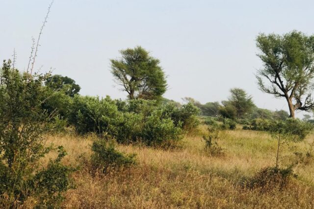 Vente Terrain THIES SENEGAL  