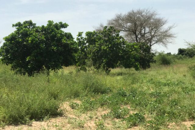 Vente Terrain THIES SENEGAL  