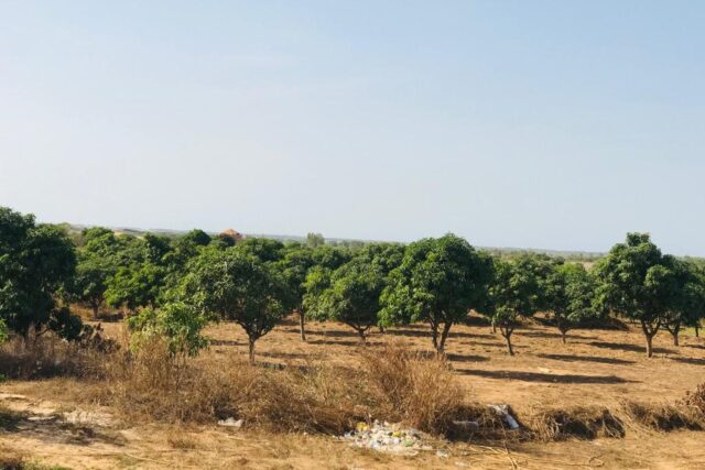 Vente Terrain THIES SENEGAL  