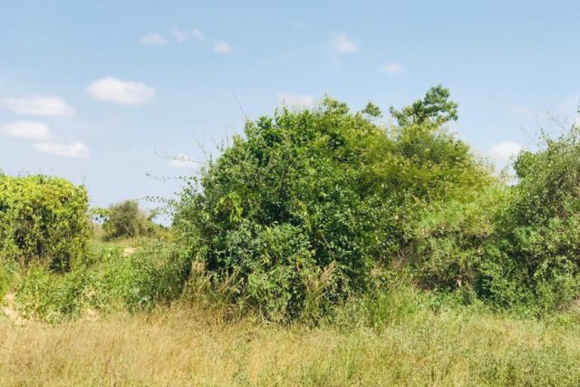 Vente Terrain THIES SENEGAL  
