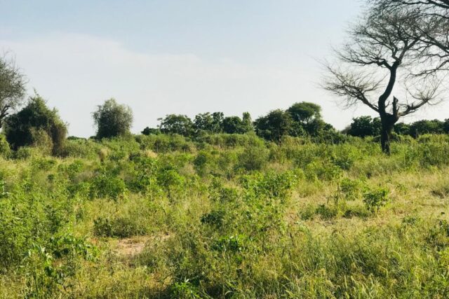 Vente Terrain THIES SENEGAL  