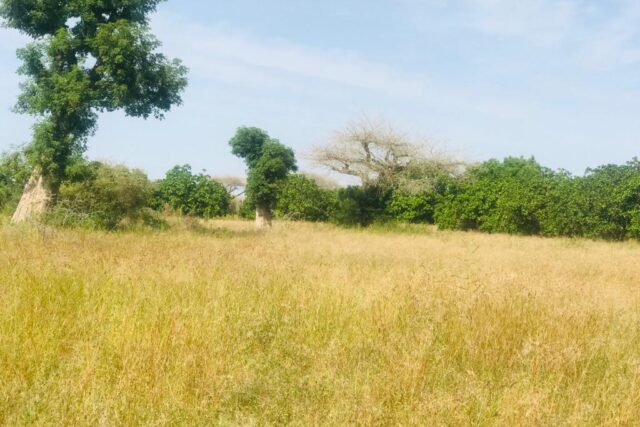 Vente Terrain THIES SENEGAL  