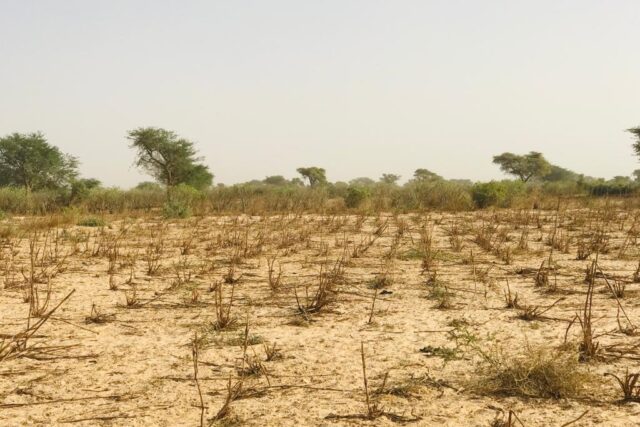 Vente Terrain THIES SENEGAL  