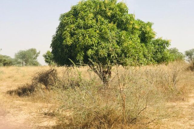 Vente Terrain THIES SENEGAL  