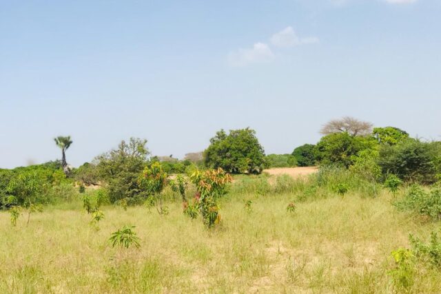 Vente Terrain THIES SENEGAL  