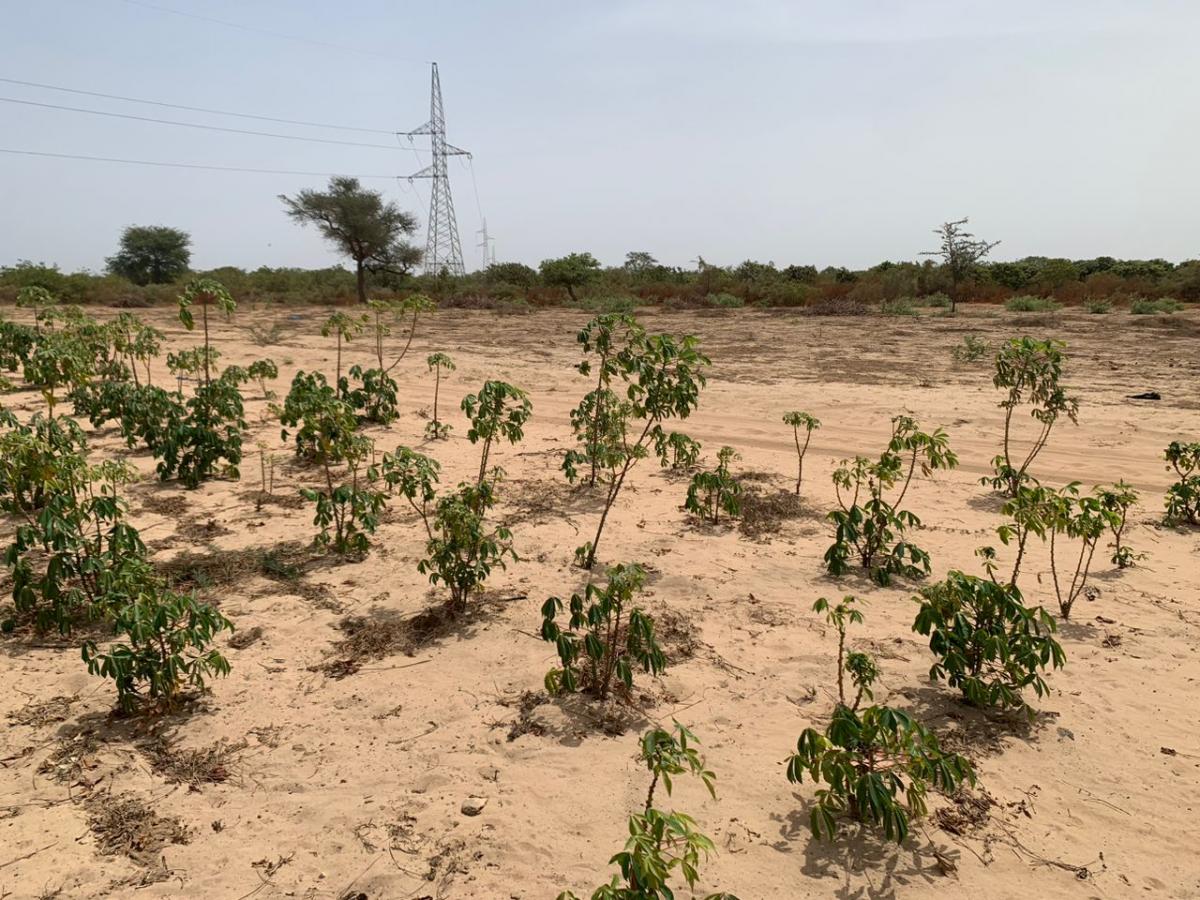 Vente Terrain THIES SENEGAL  