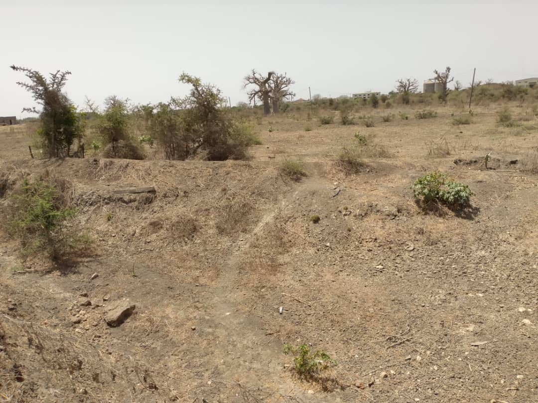 Vente Terrain THIES SENEGAL  