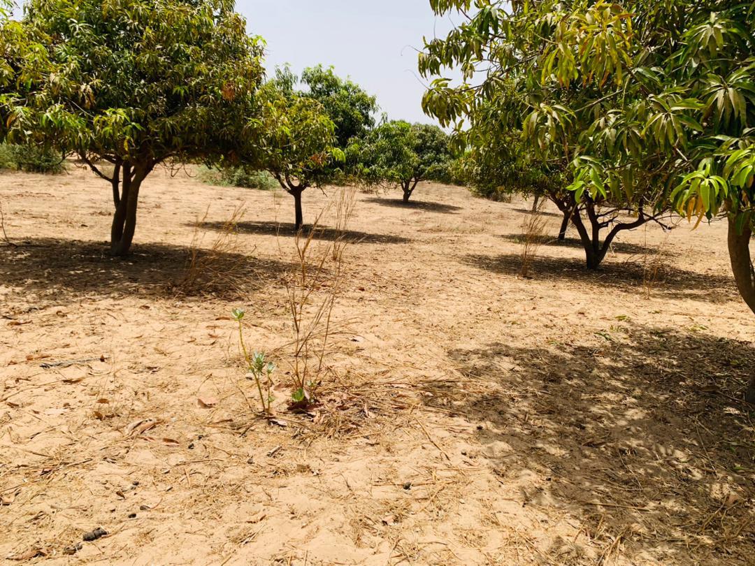 Vente Terrain THIES SENEGAL  