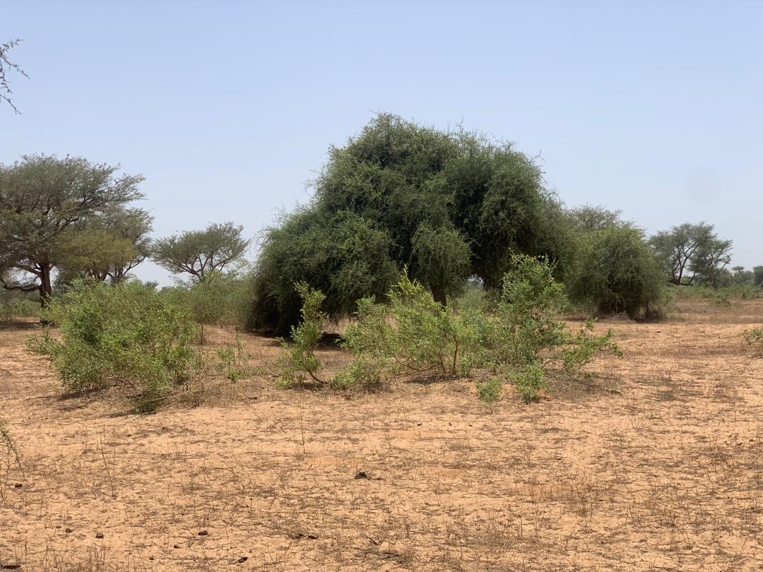 Vente Terrain THIES SENEGAL  