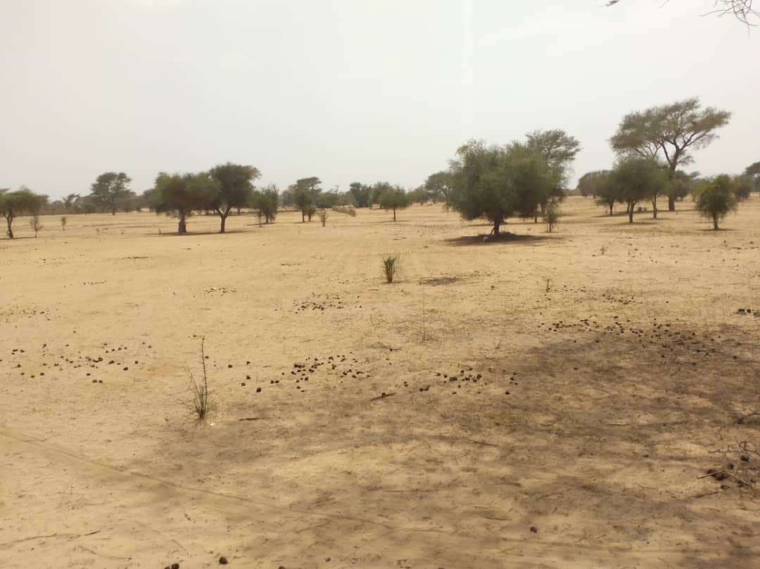 Vente Terrain THIES SENEGAL  