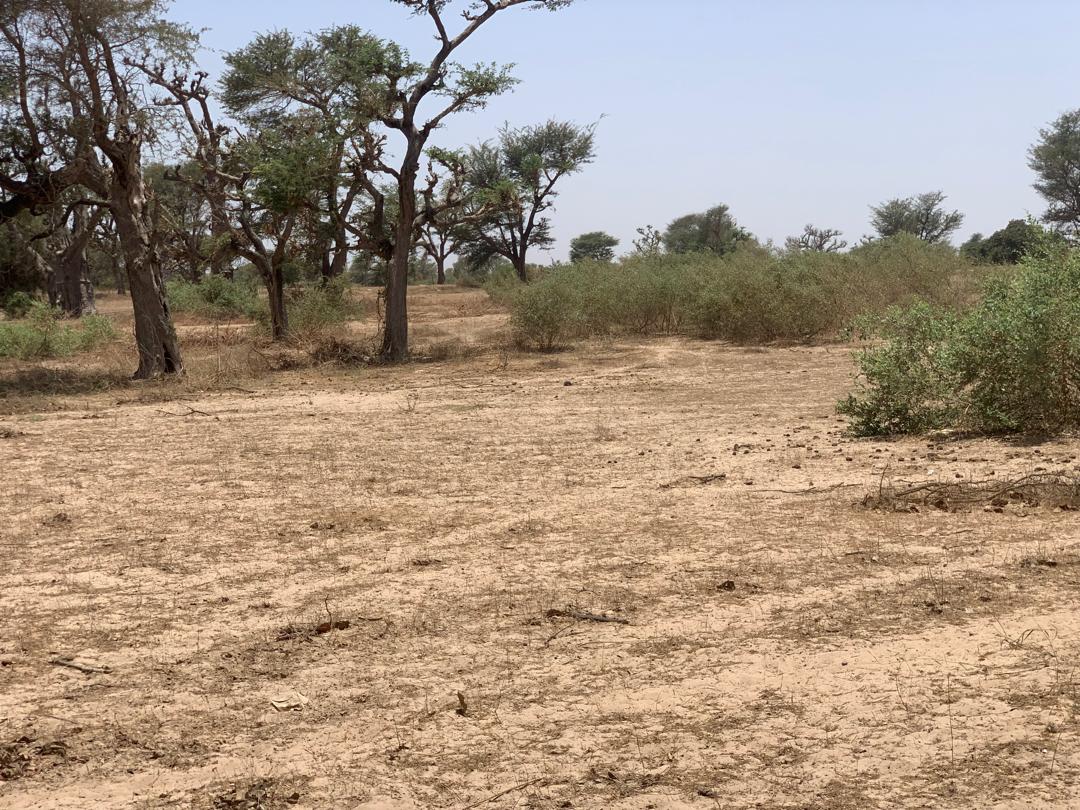 Vente Terrain THIES SENEGAL  
