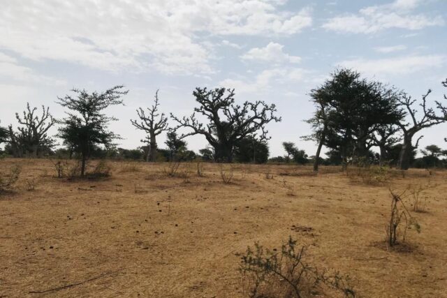 Vente Terrain THIES SENEGAL  