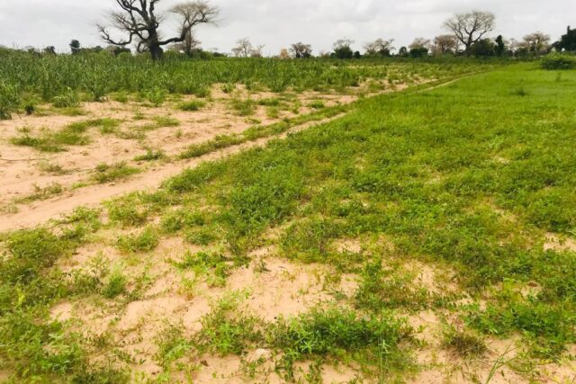 Vente Terrain THIES SENEGAL  
