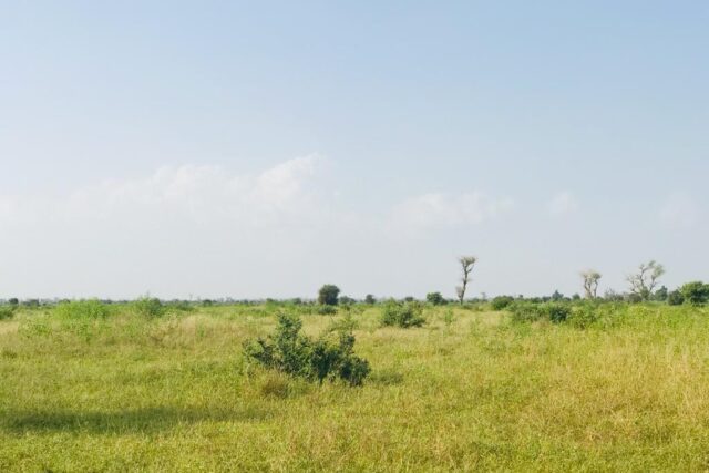 Vente Terrain THIES SENEGAL  