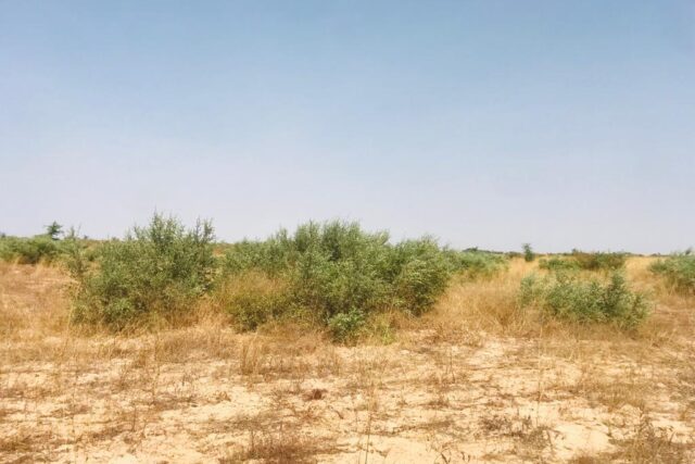 Vente Terrain THIES SENEGAL  
