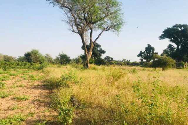 Vente Terrain THIES SENEGAL  