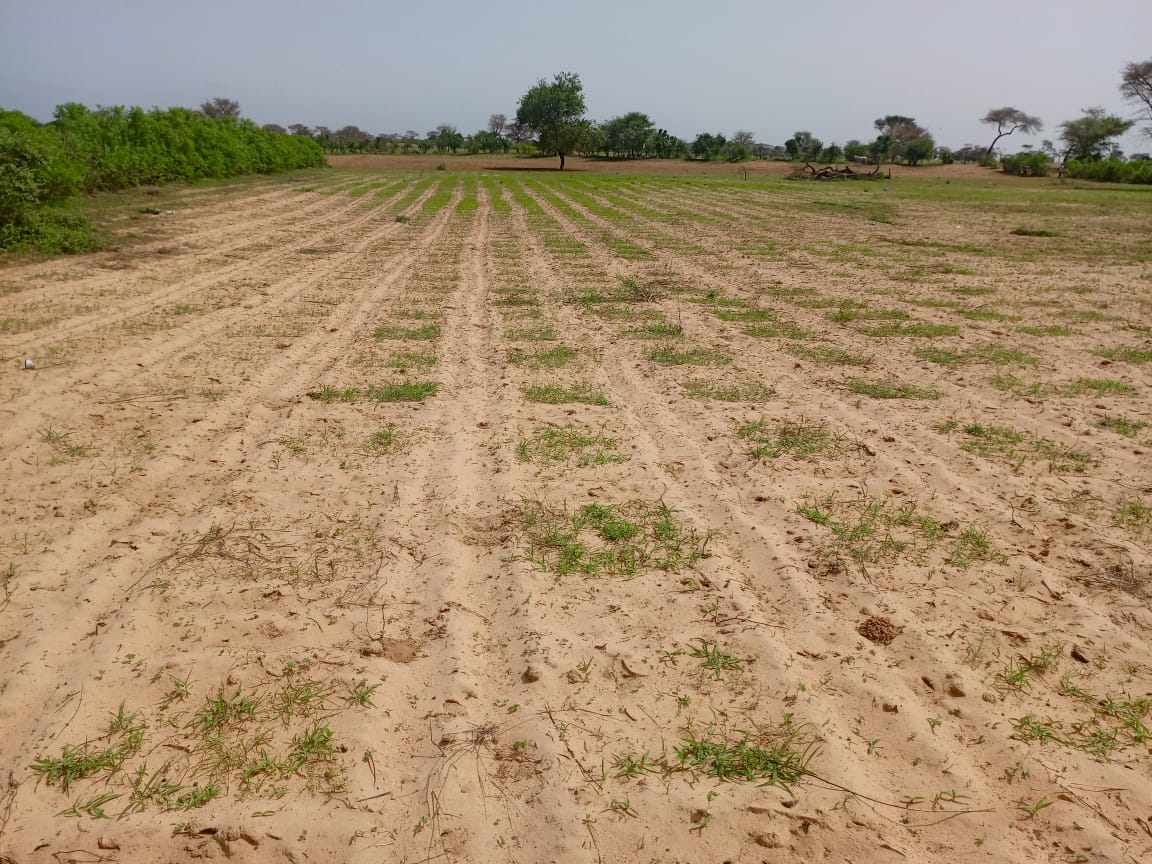 Vente Terrain THIES SENEGAL  