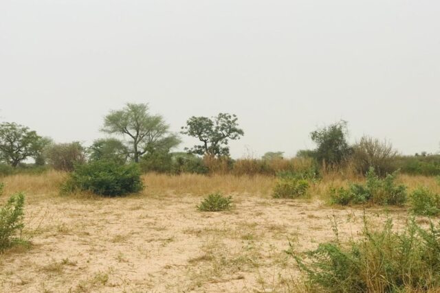 Vente Terrain THIES SENEGAL  