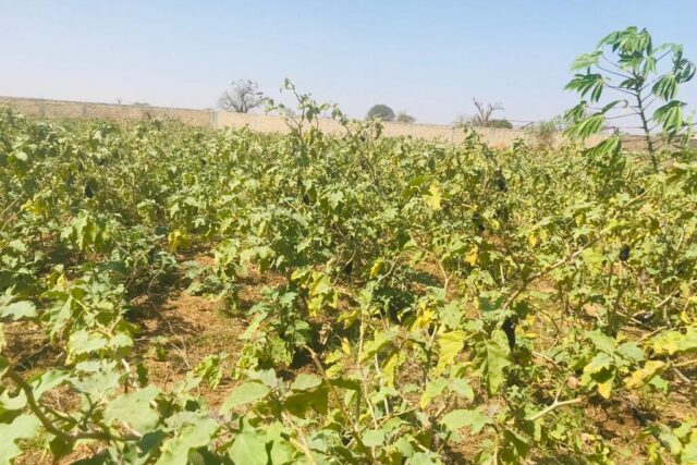 Vente Terrain THIES SENEGAL  