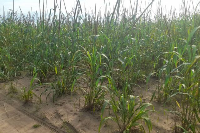 Vente Terrain THIES SENEGAL  