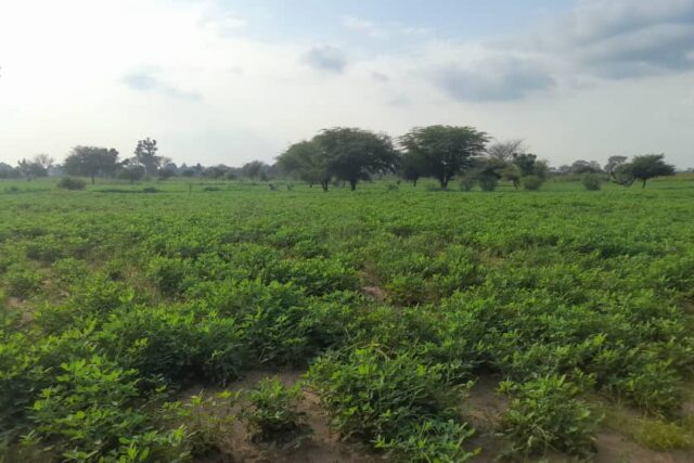 Vente Terrain THIES SENEGAL  