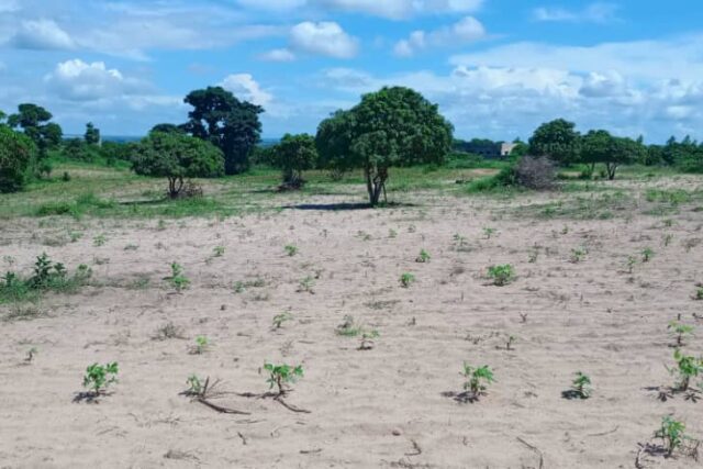 Vente Terrain THIES SENEGAL  