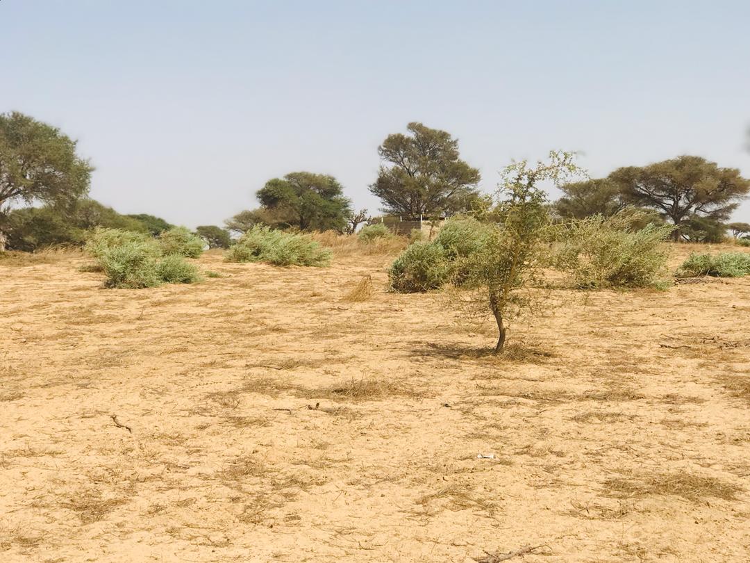 Vente Terrain THIES SENEGAL  