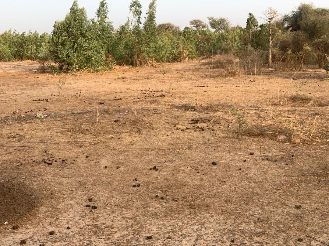 Vente Terrain THIES SENEGAL  