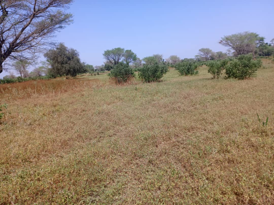 Vente Terrain THIES SENEGAL  
