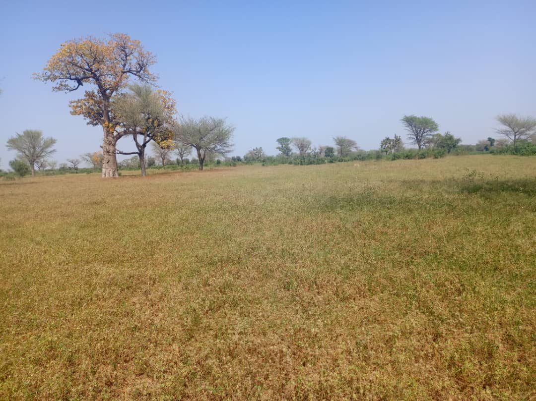 Vente Terrain THIES SENEGAL  