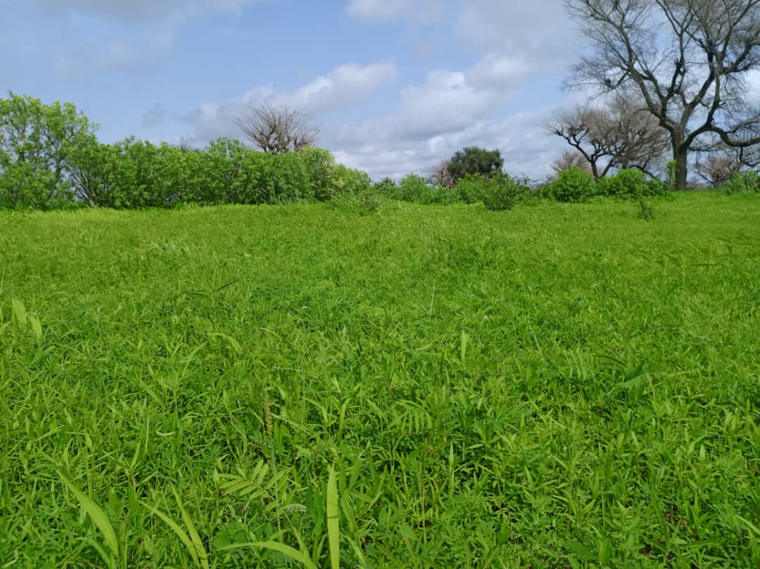 Vente Terrain THIES SENEGAL  