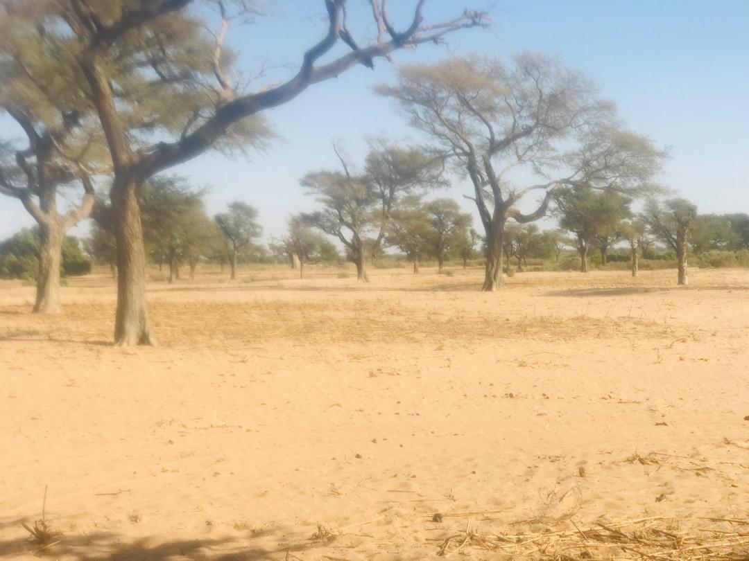 Vente Terrain THIES SENEGAL  
