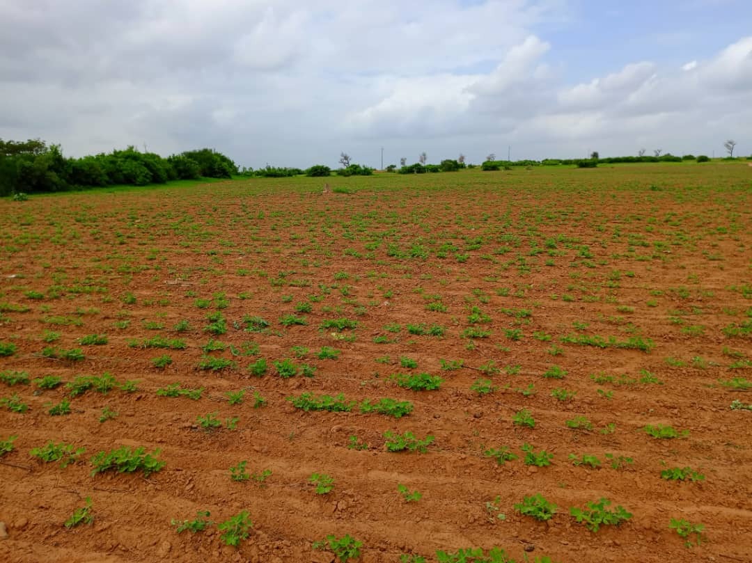 Vente Terrain THIES SENEGAL  