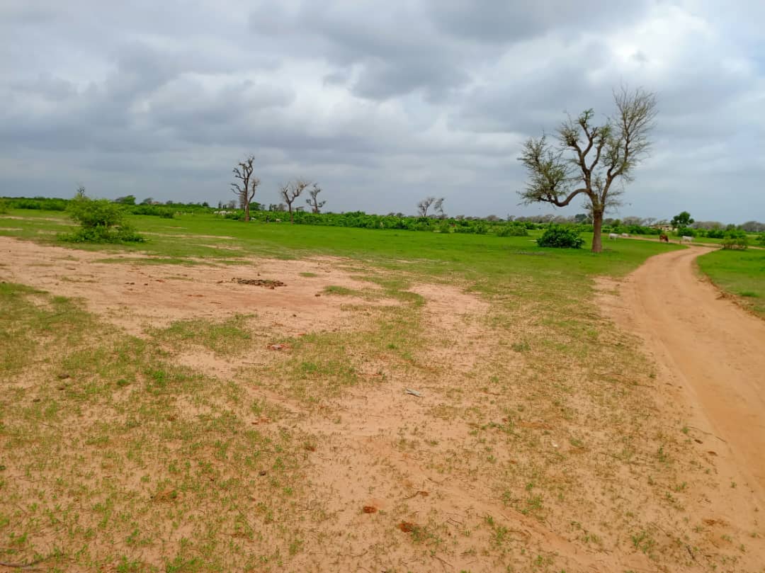 Vente Terrain THIES SENEGAL  